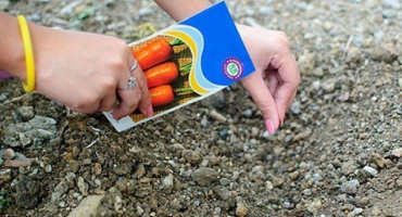 Jak zasadit mrkev před zimou, abyste získali bohatou úrodu na začátku léta?